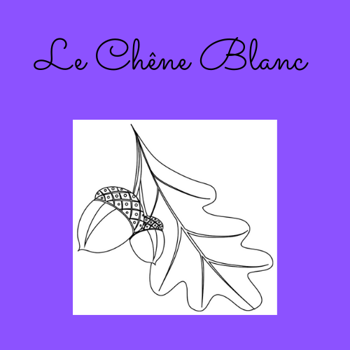 Photo d'illustration 1 sur 16