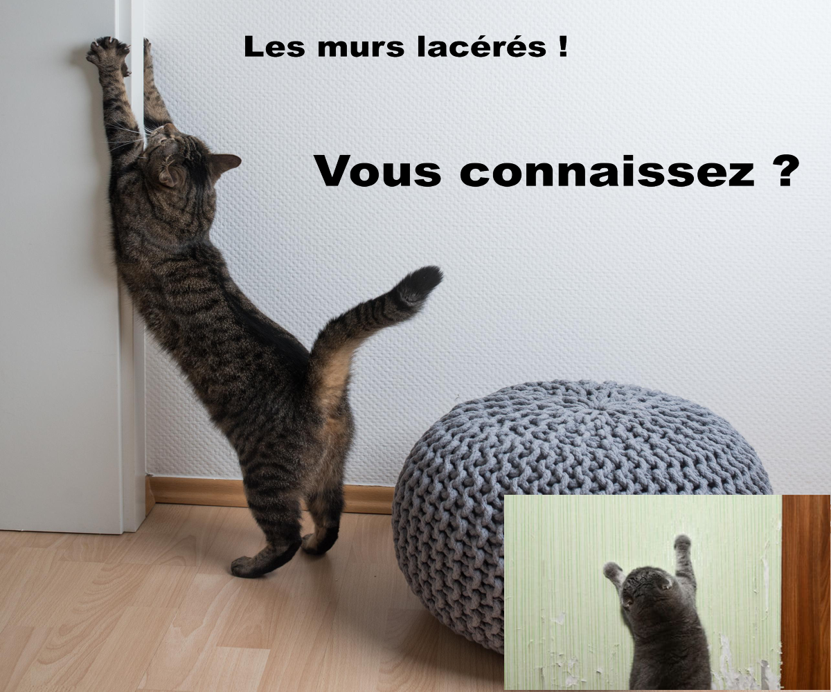 Photo d'illustration 2 sur 6
