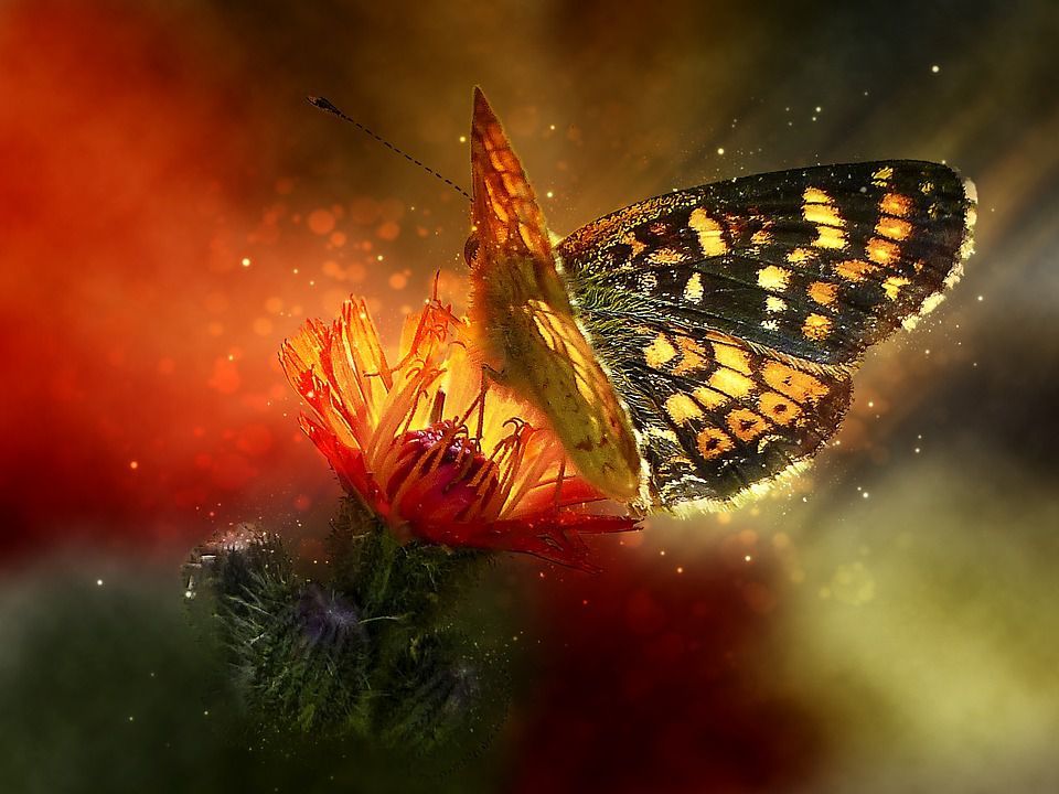 Photo d'illustration 2 sur 6