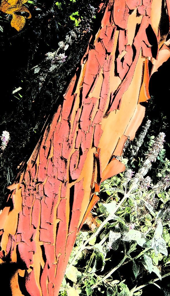 Photo d'illustration 1 sur 1