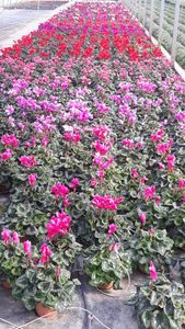fake plant names BlueDiamond USB AA Ext Cable MF