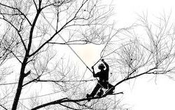 Logo Envie d'arbres - Aurélien Dhomont