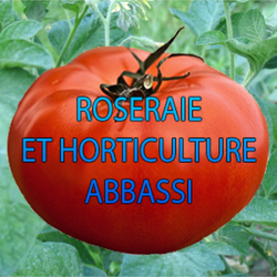 Logo Abbassi Driss