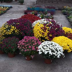 Logo Le Bois Fleuri EARL
