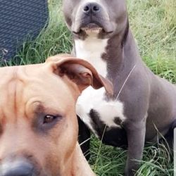 Logo Lion'amstaff History