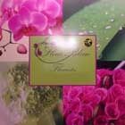 Logo Fleur Bleue