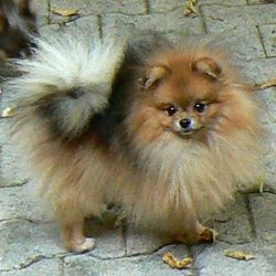 Logo Les Peluches De Nastassja