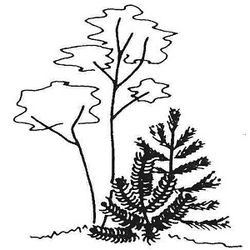 Logo Jardin du Nord