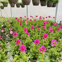 Logo Jardinerie Foucault Omps