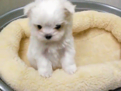 Logo Elevage de petits chiens A C S