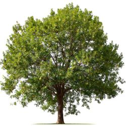 Logo Arbre Assistance